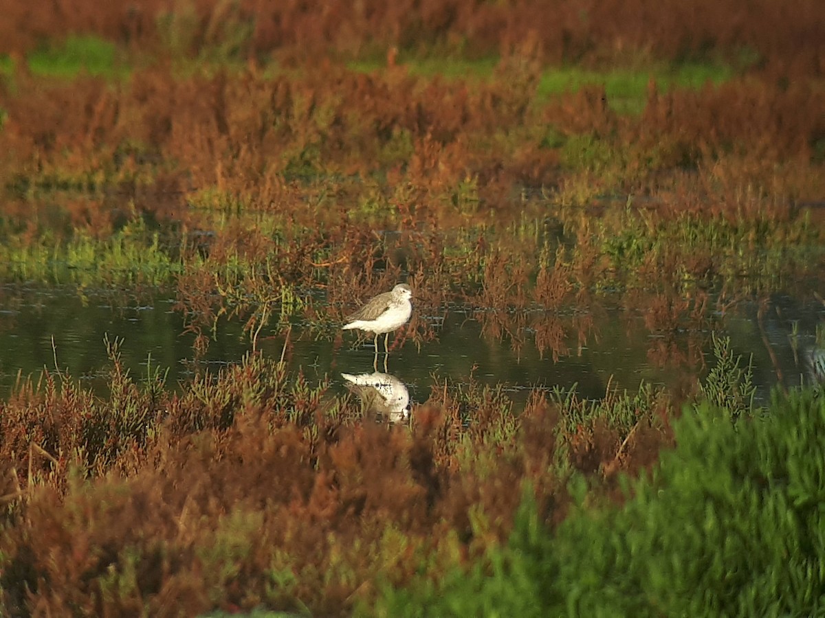 Marsh Sandpiper - ML283762251