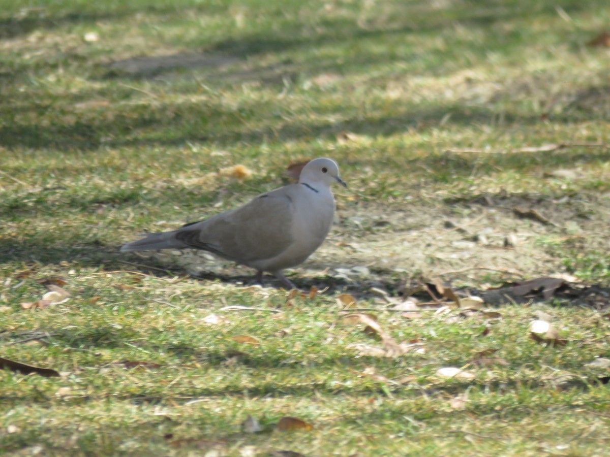 Eurasian Collared-Dove - ML283762771