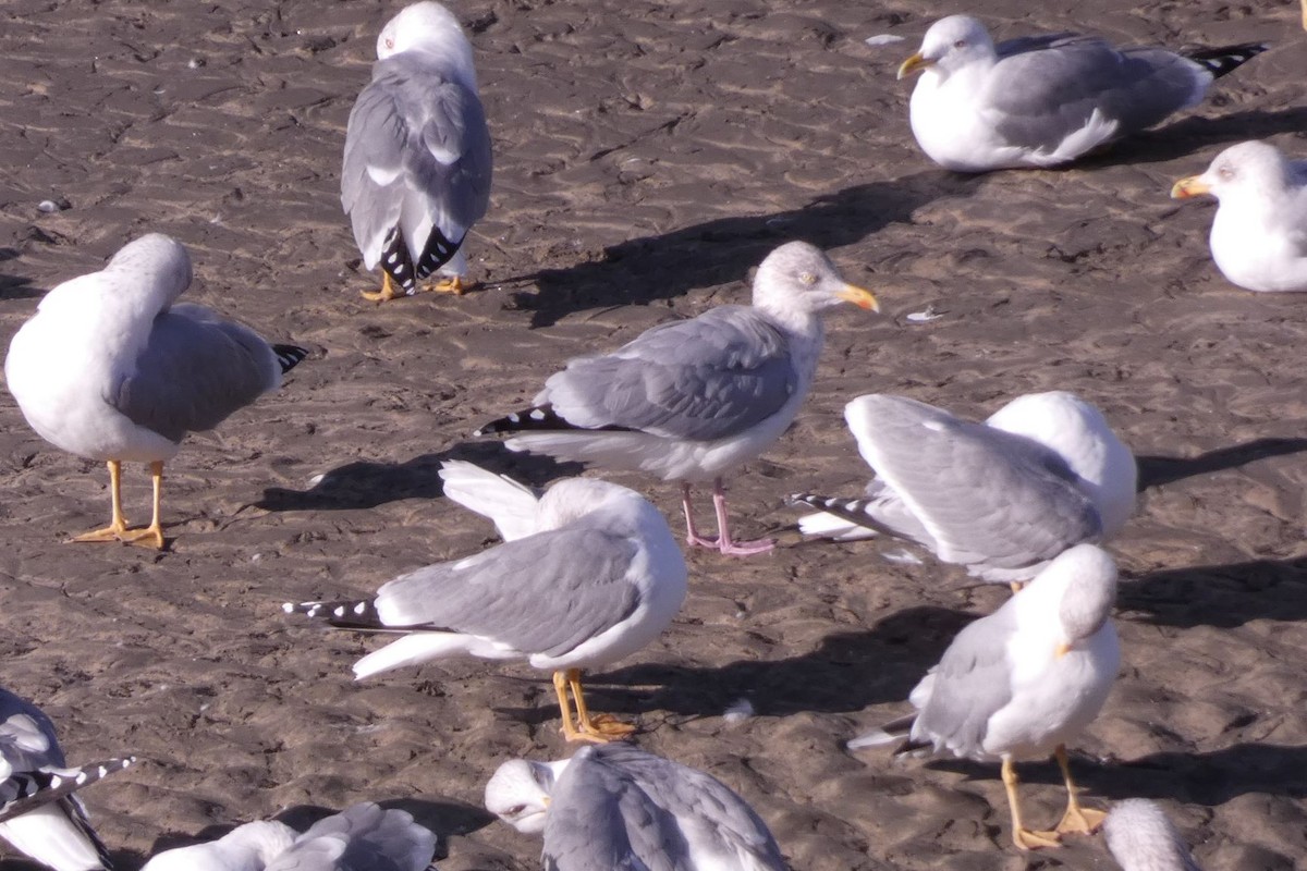 Herring Gull - ML283762791