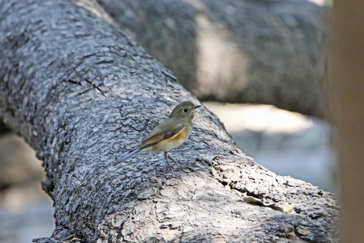 Red-flanked/Himalayan Bluetail - ML283763911