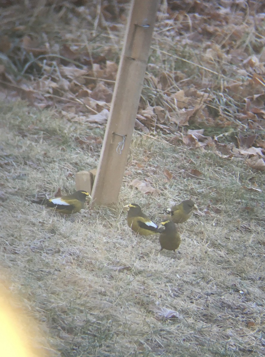 Evening Grosbeak - Hayden Keene