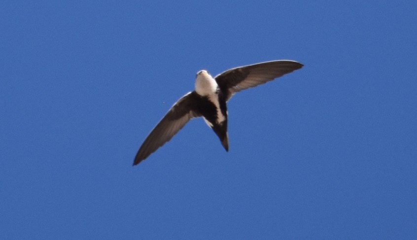 White-throated Swift - ML283765531