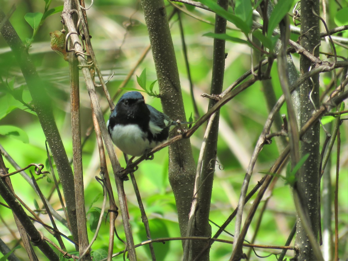 Black-throated Blue Warbler - ML28376591