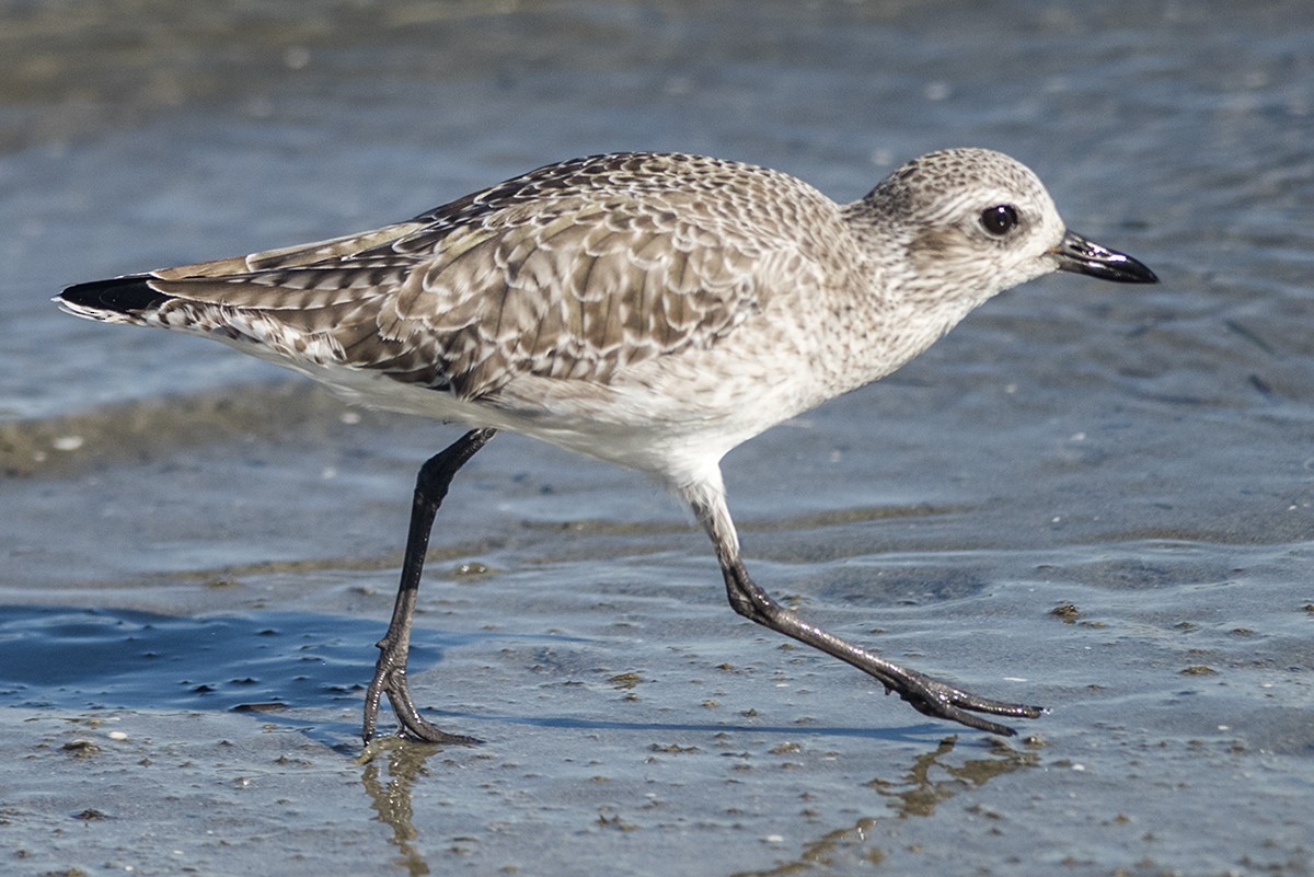 Black-bellied Plover - ML283767111