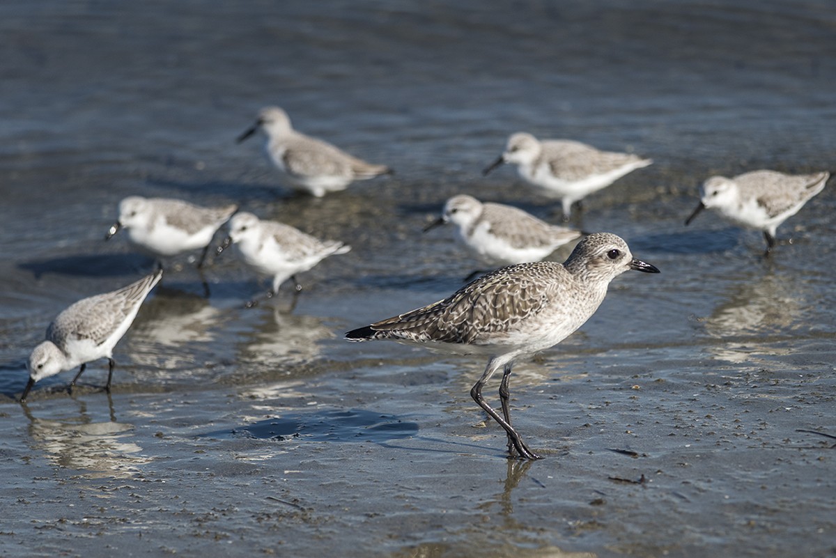 Black-bellied Plover - Bernardo Alps