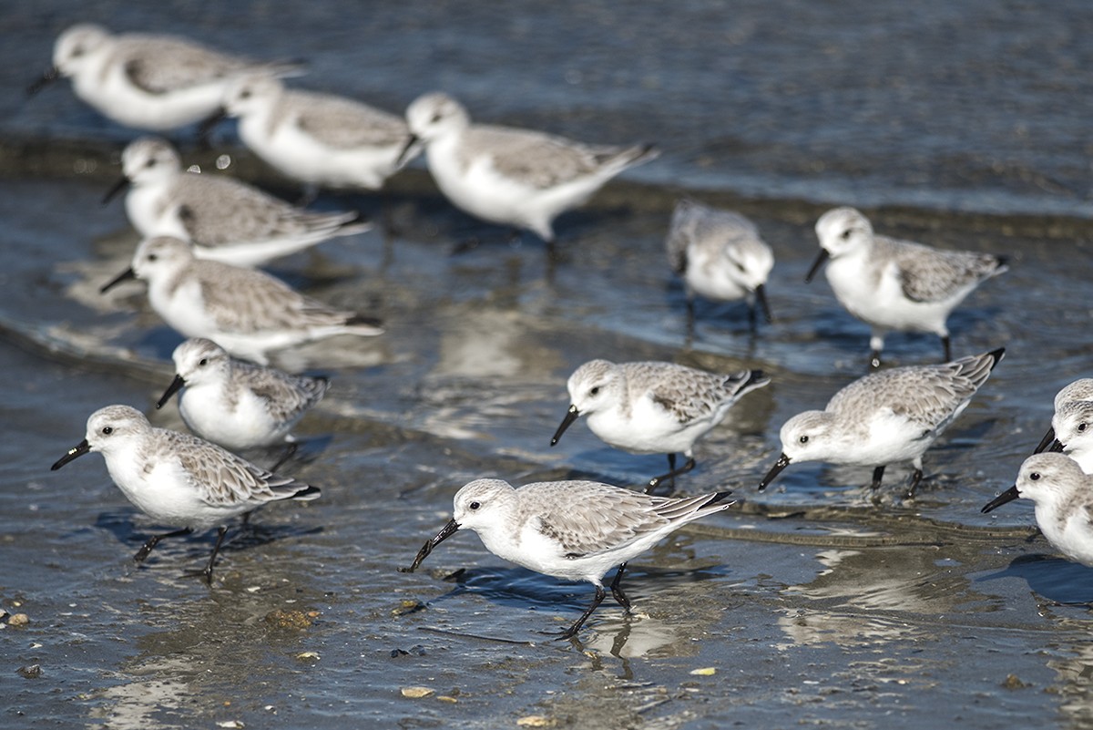 Bécasseau sanderling - ML283767201