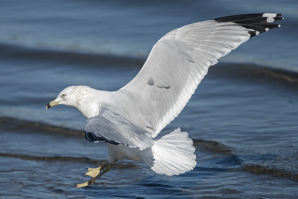 Ring-billed Gull - ML283767231