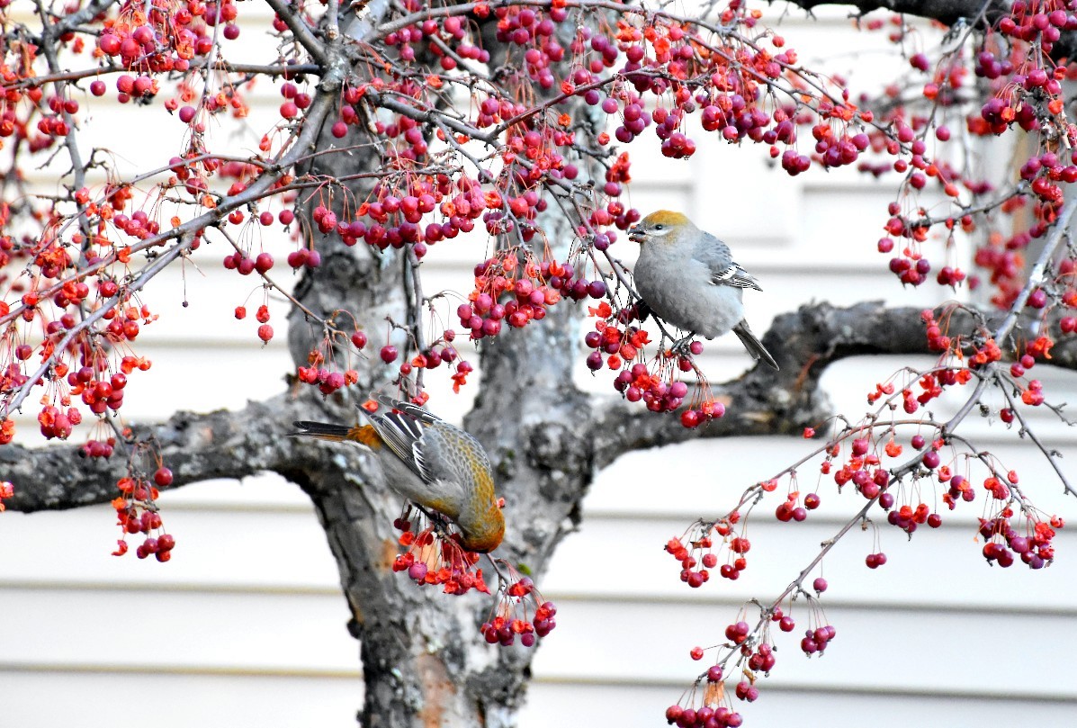 Pine Grosbeak - Casey Michel