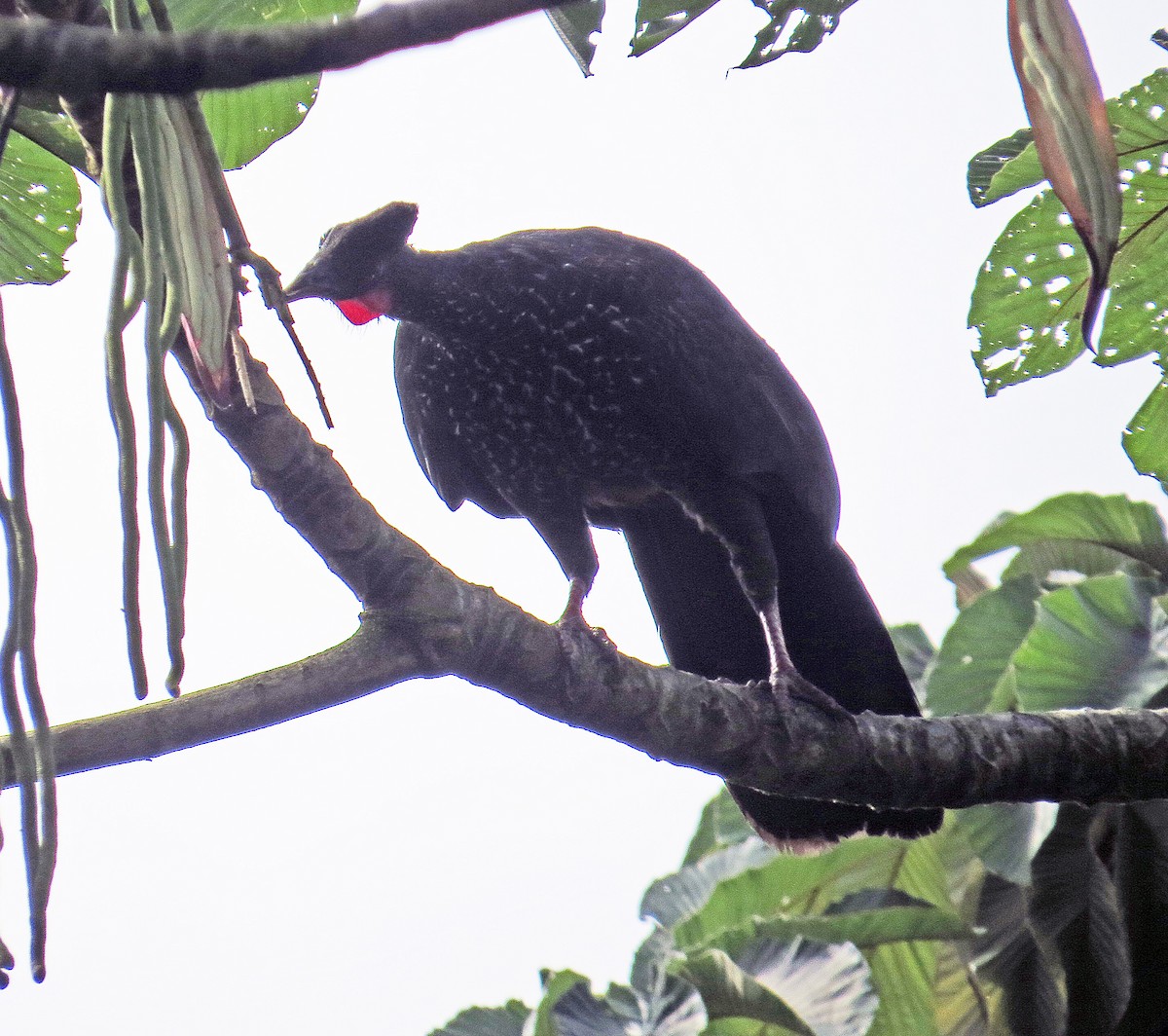 Crested Guan - ML283768011
