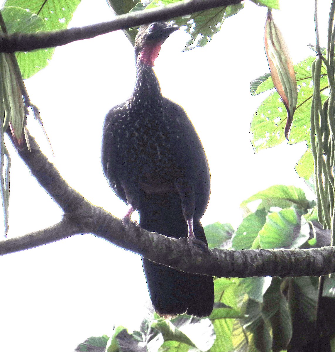 Crested Guan - ML283768021