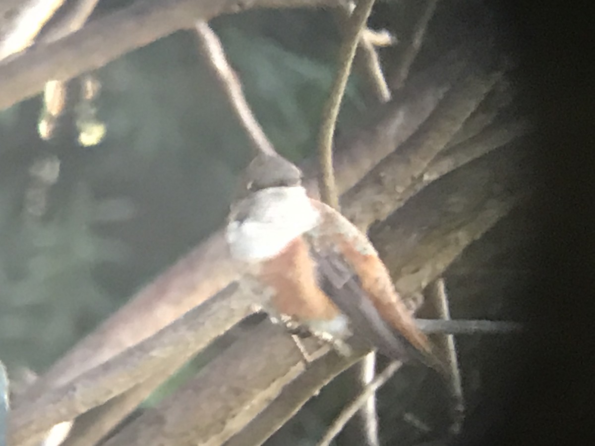 Rufous Hummingbird - ML283769191