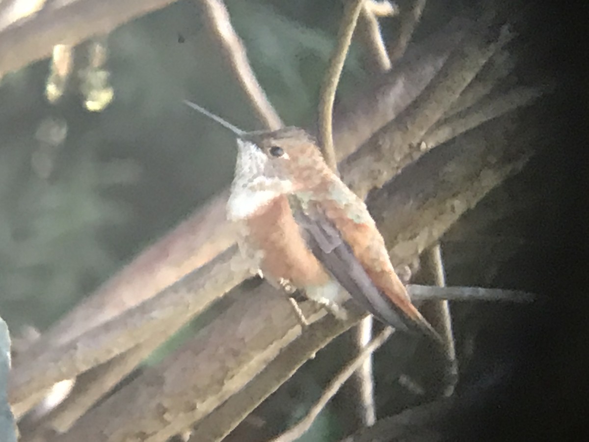 Rufous Hummingbird - ML283769201