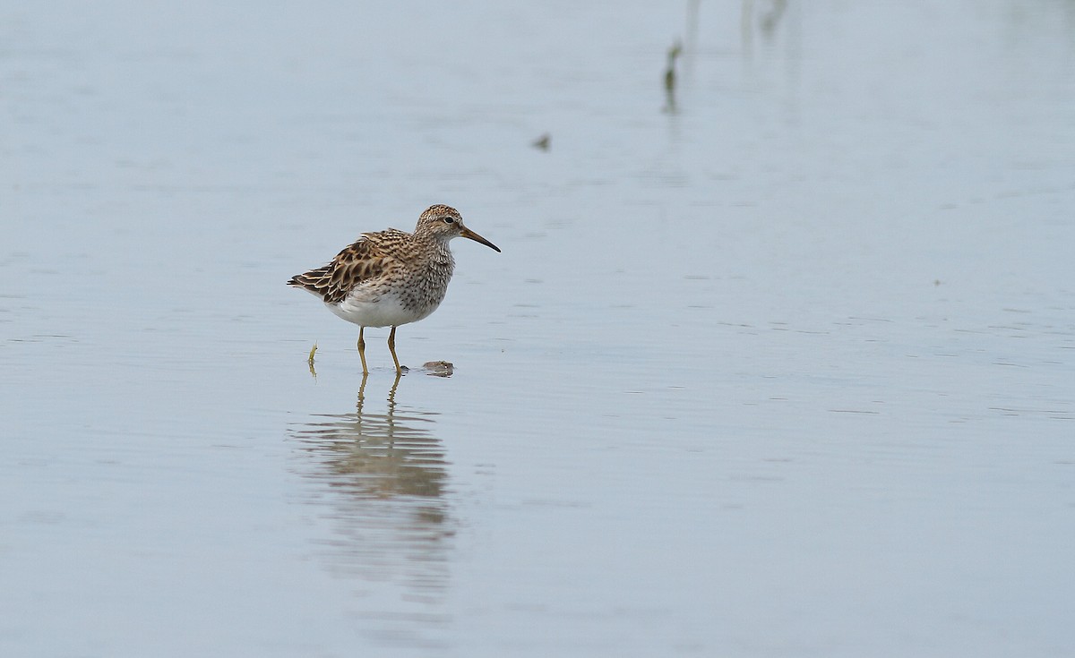 Pectoral Sandpiper - Rui-Yang Ho