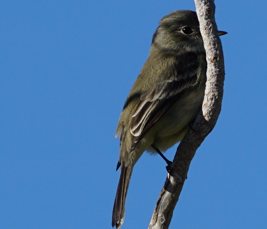 Gray Flycatcher - John McCallister