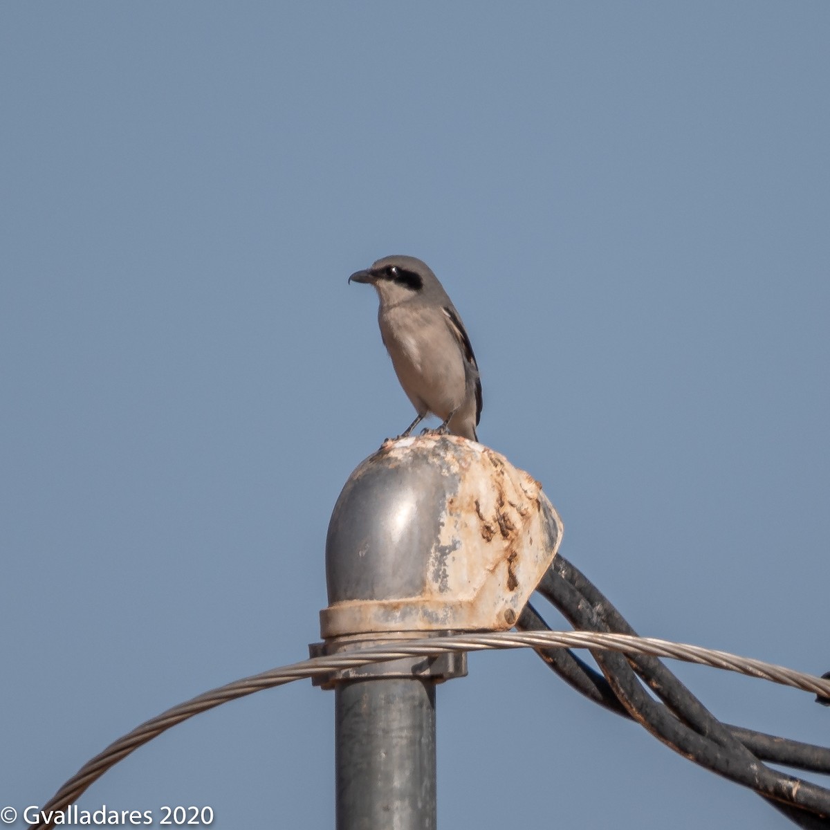 Loggerhead Shrike - ML283775181