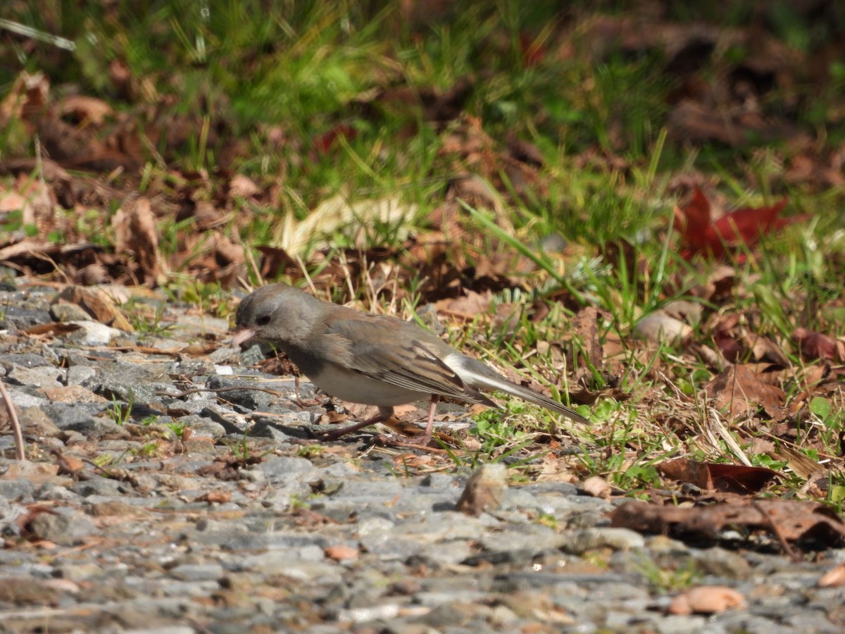 Dark-eyed Junco - ML283775911