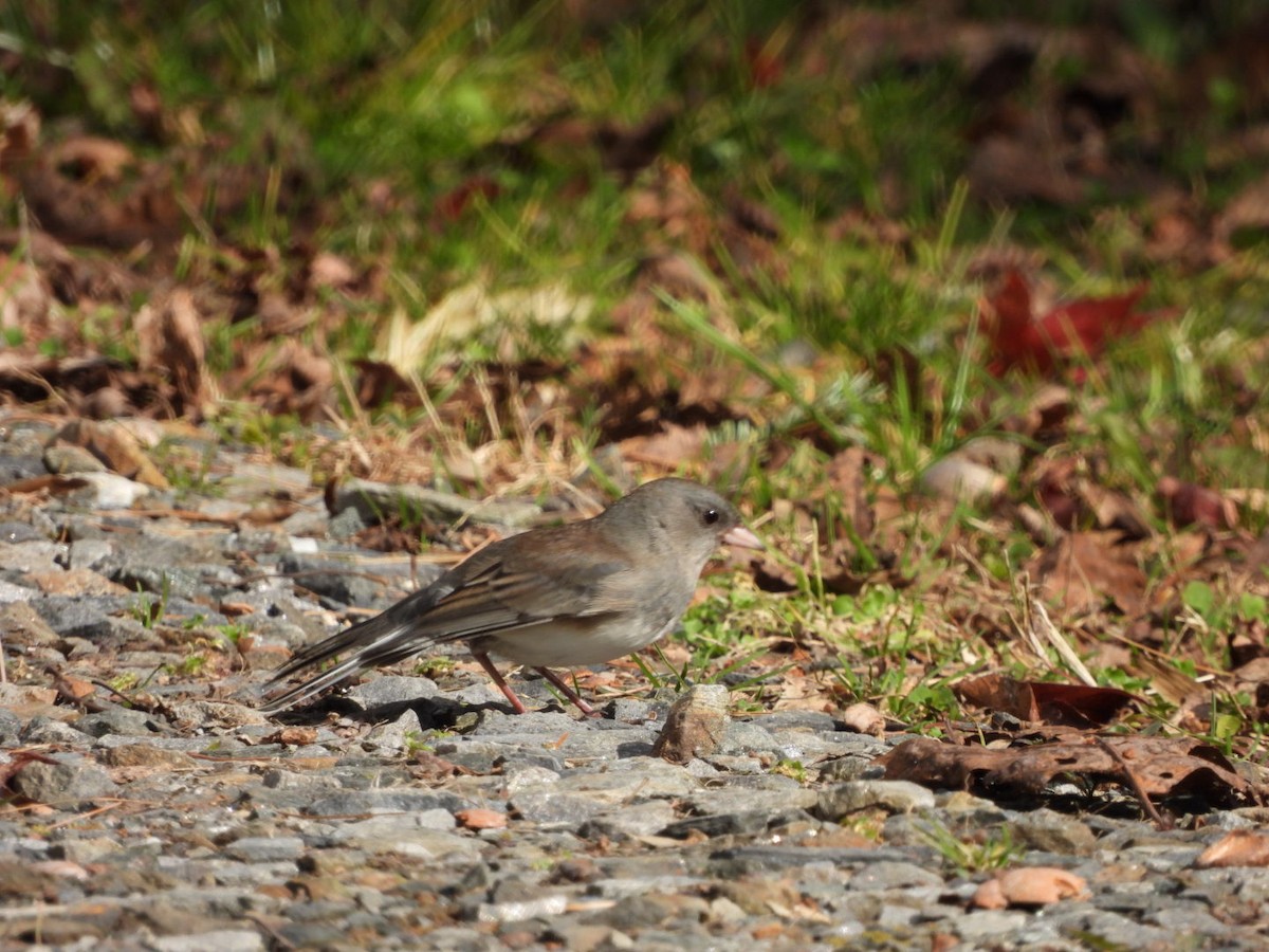 Dark-eyed Junco - ML283775921