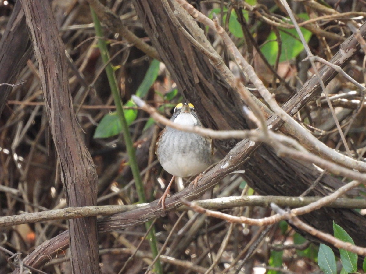 White-throated Sparrow - ML283775971