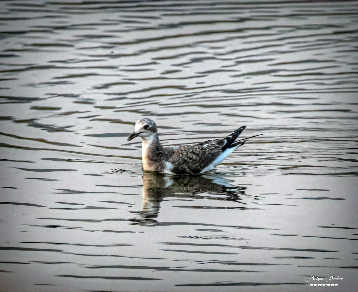 Mouette de Sabine - ML283777011