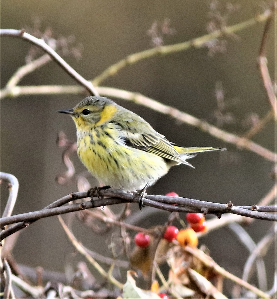 Cape May Warbler - ML283778871