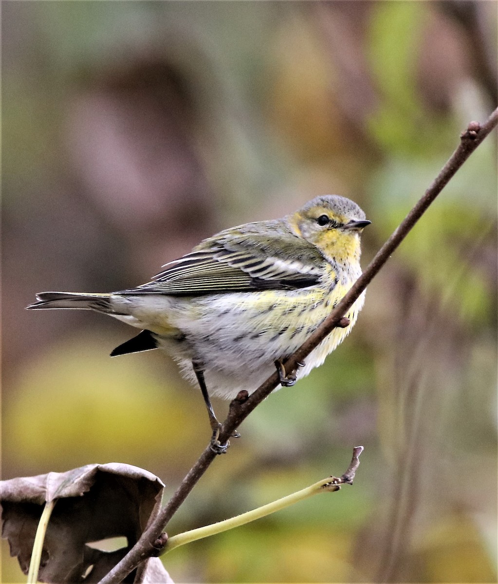 Cape May Warbler - ML283778901