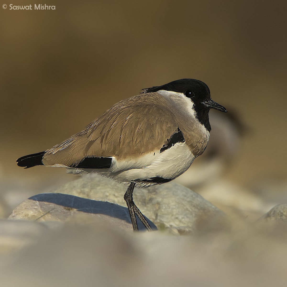 River Lapwing - Saswat Mishra