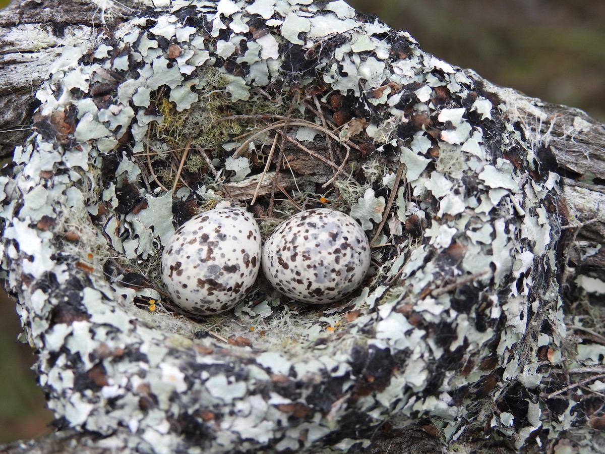 Southern Scrub-Flycatcher - ML283779921
