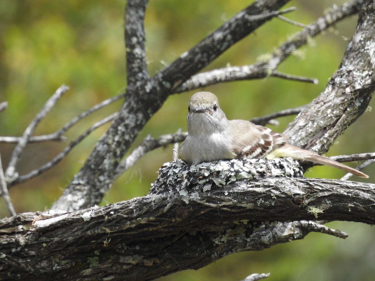 Southern Scrub-Flycatcher - ML283780251