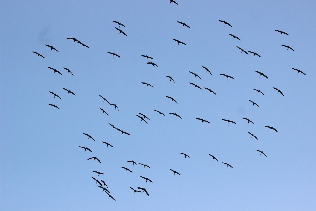 Glossy Ibis - ML283781261