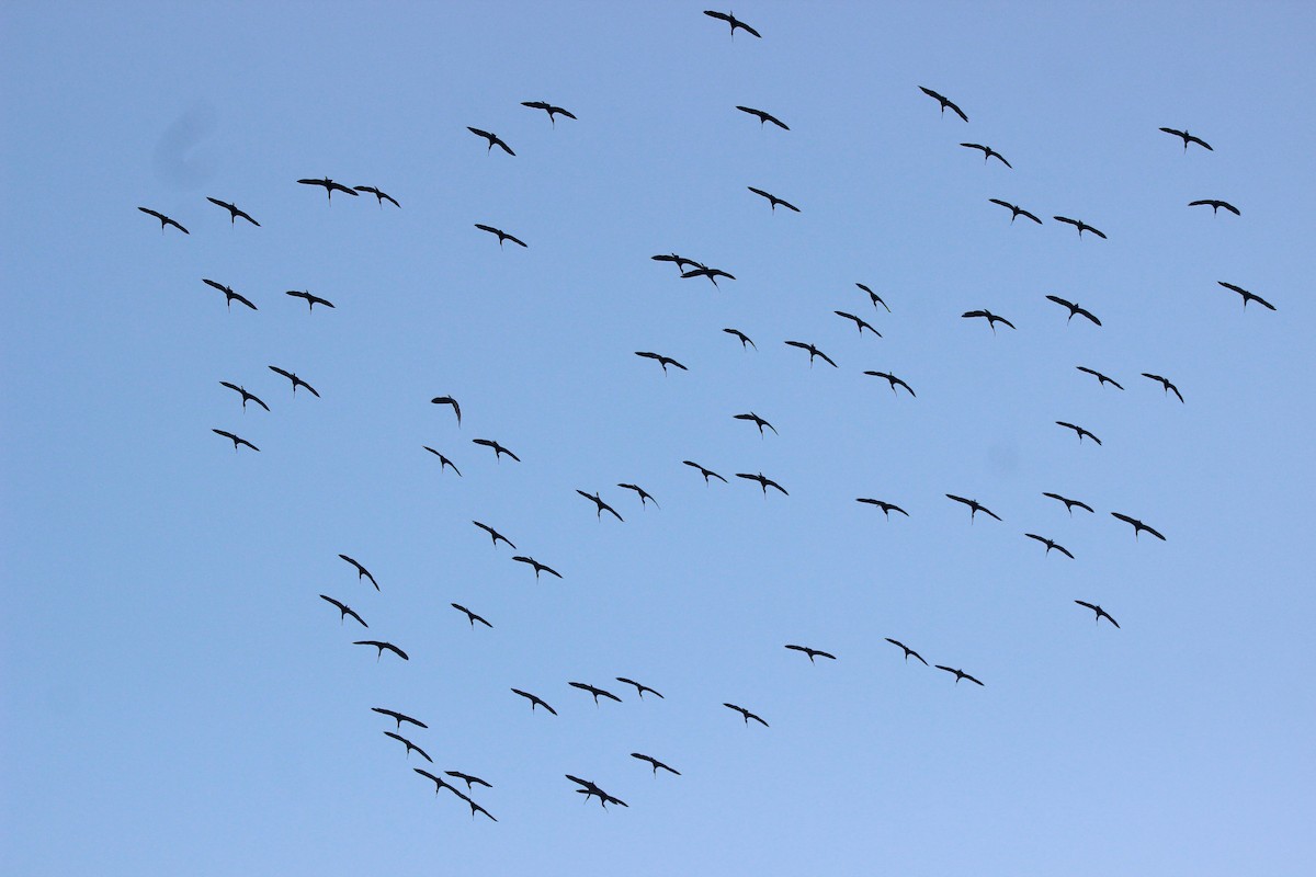 Glossy Ibis - nizar virani