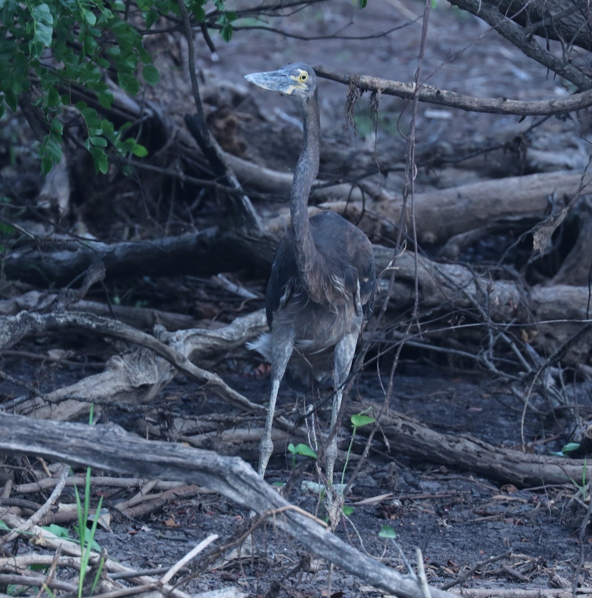 Great-billed Heron - Tom Lewis