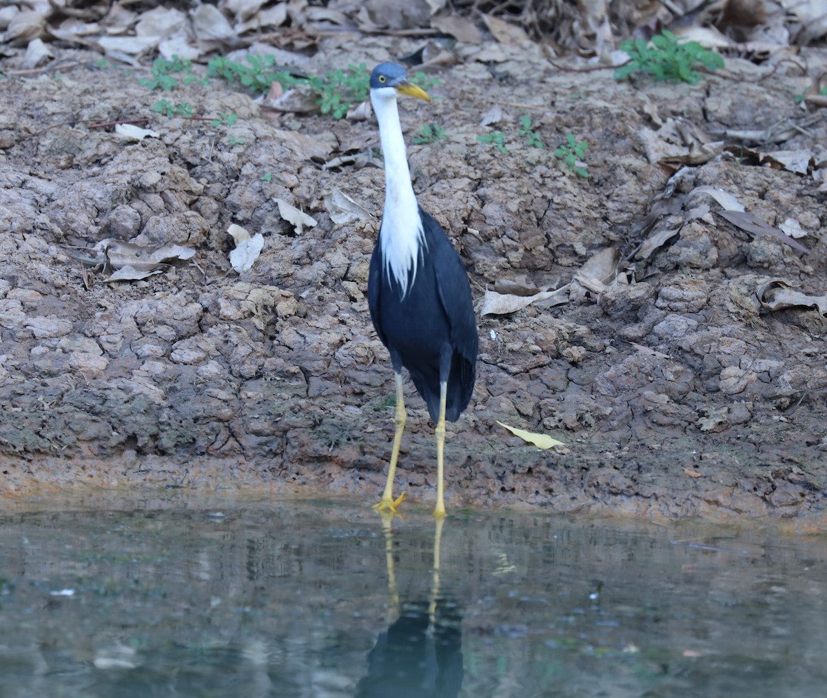 Pied Heron - Tom Lewis