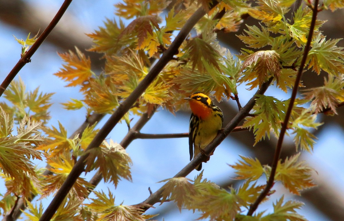 Blackburnian Warbler - Gustino Lanese