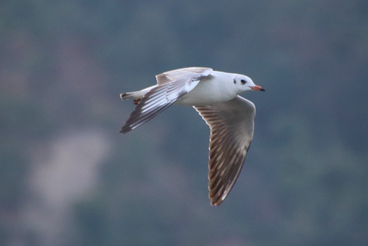 Black-headed Gull - ML283784081