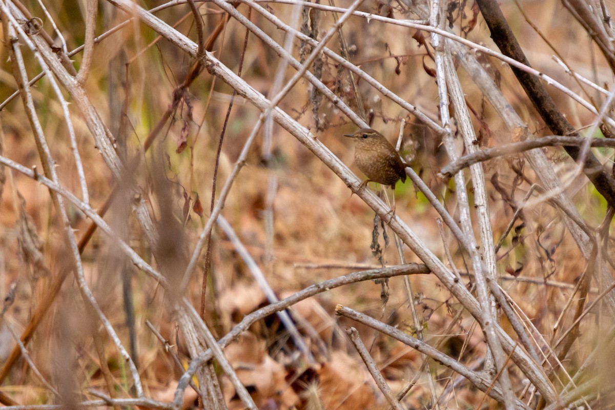 Winter Wren - ML283786851