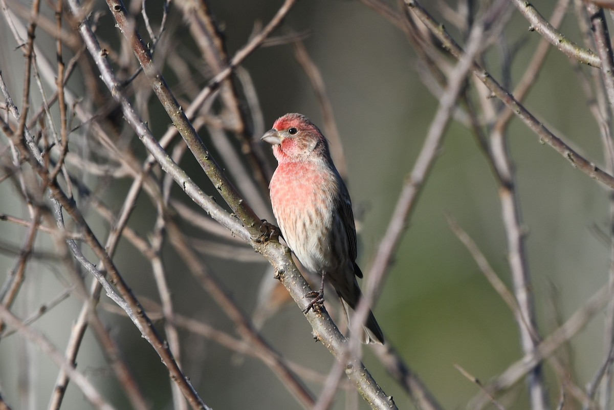 House Finch - ML283789581