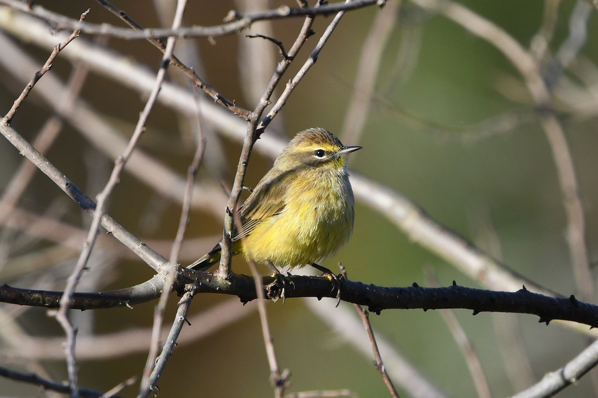 Palm Warbler (Yellow) - ML283789761