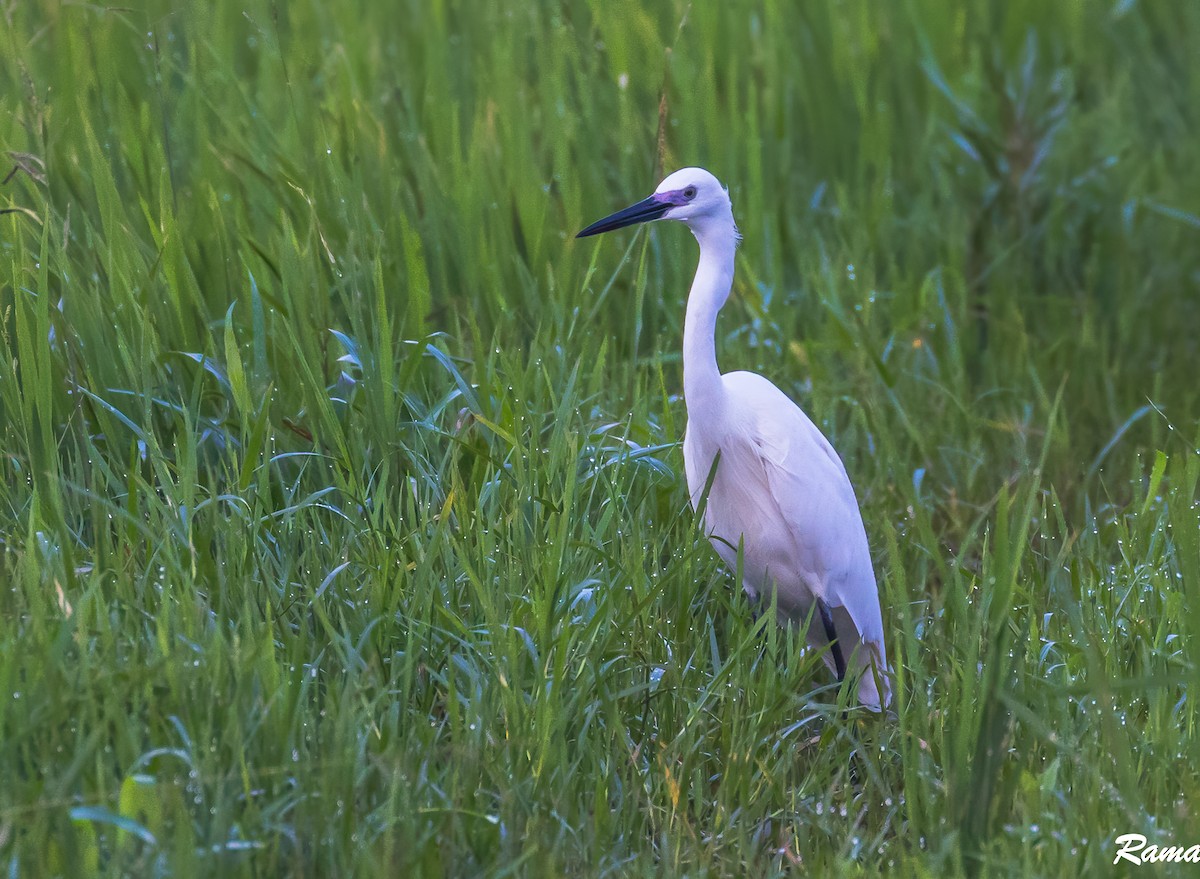 Little Egret - Rama Neelamegam