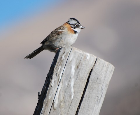 Rufous-collared Sparrow - ML283791231