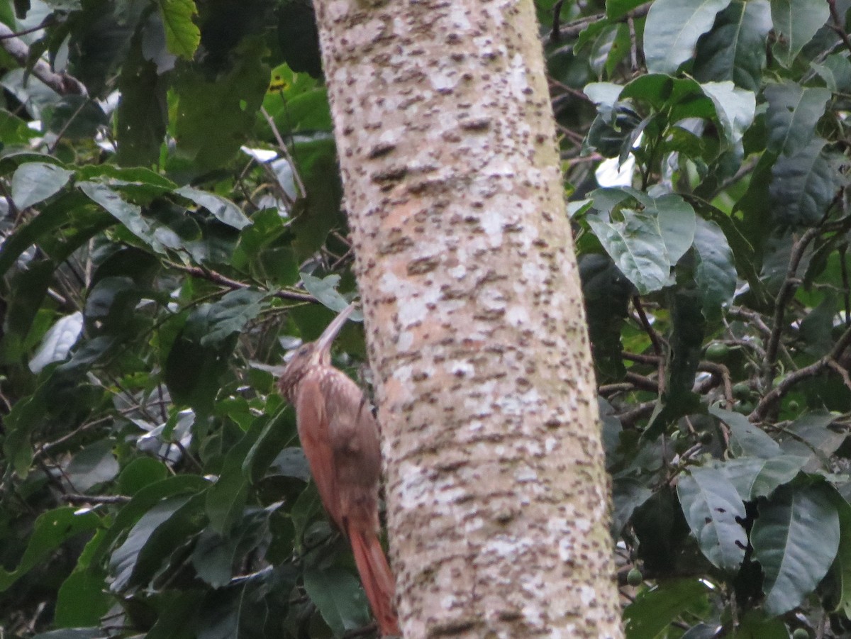 Ivory-billed Woodcreeper - ML28379181