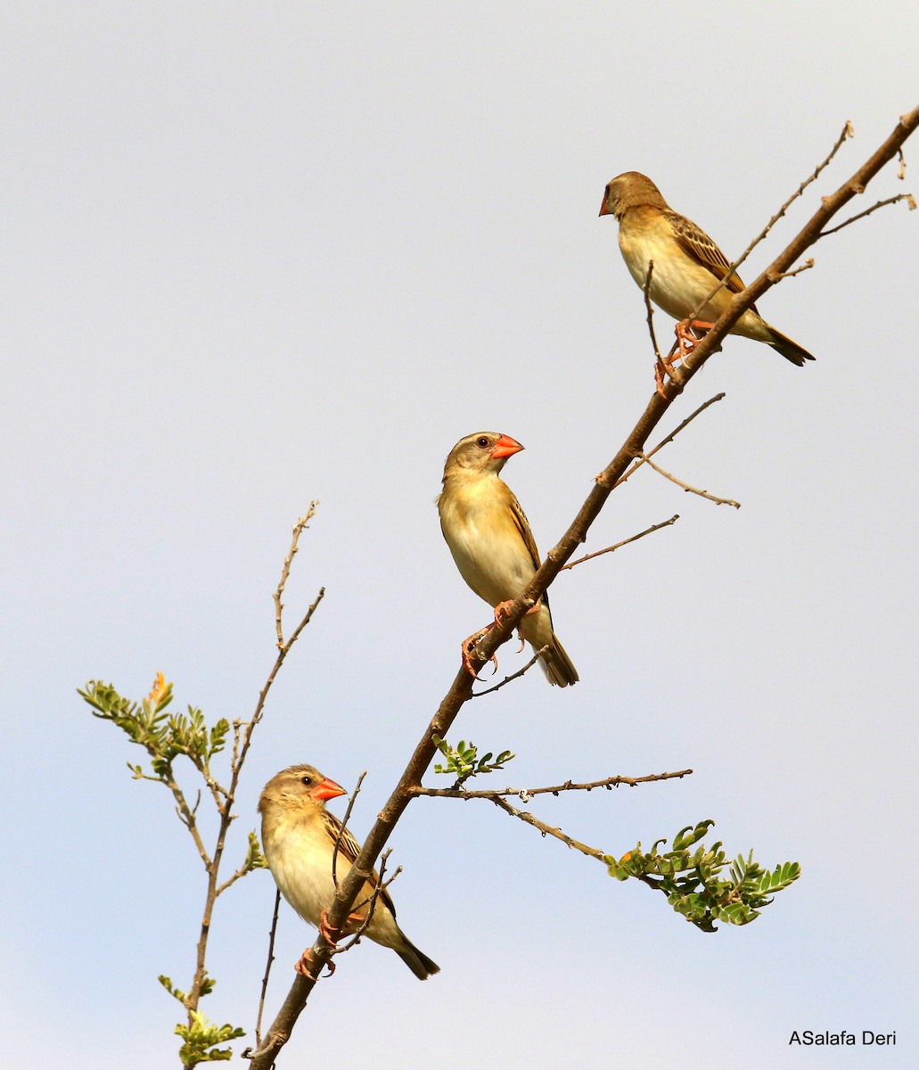 Red-billed Quelea - Fanis Theofanopoulos (ASalafa Deri)