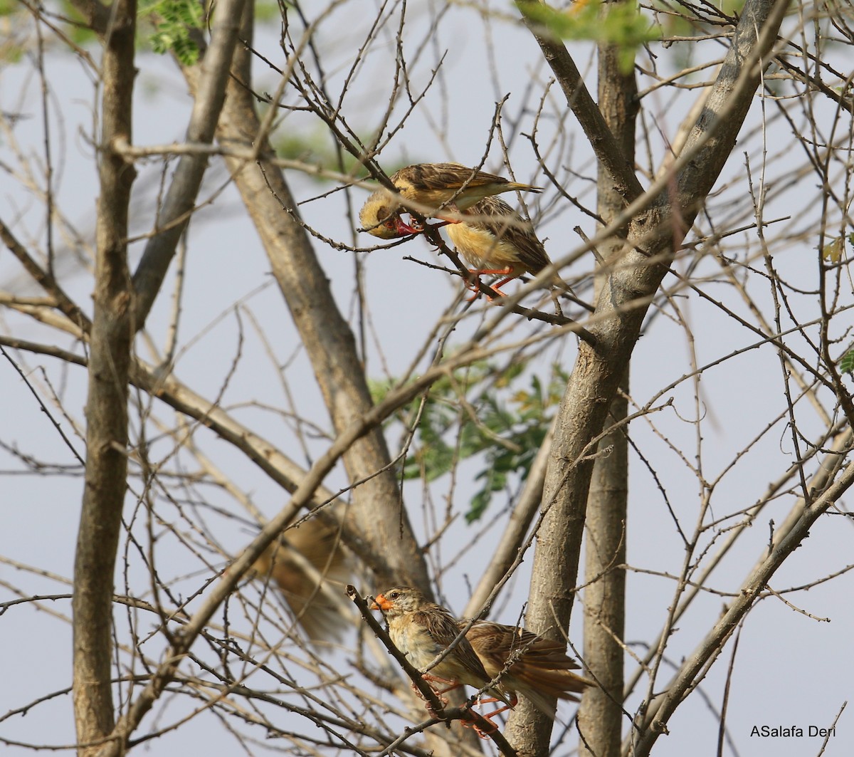 Red-billed Quelea - ML283792261