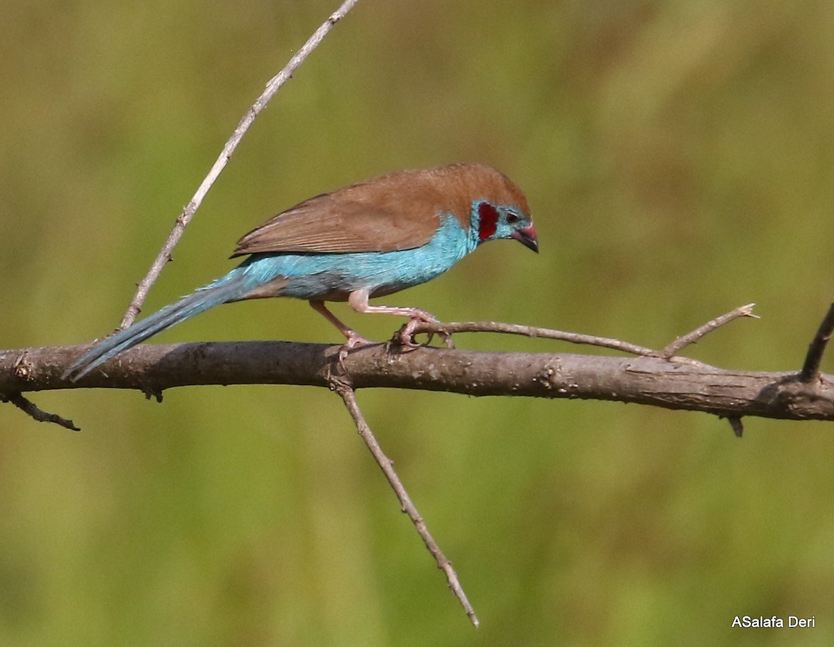 Red-cheeked Cordonbleu - ML283794061