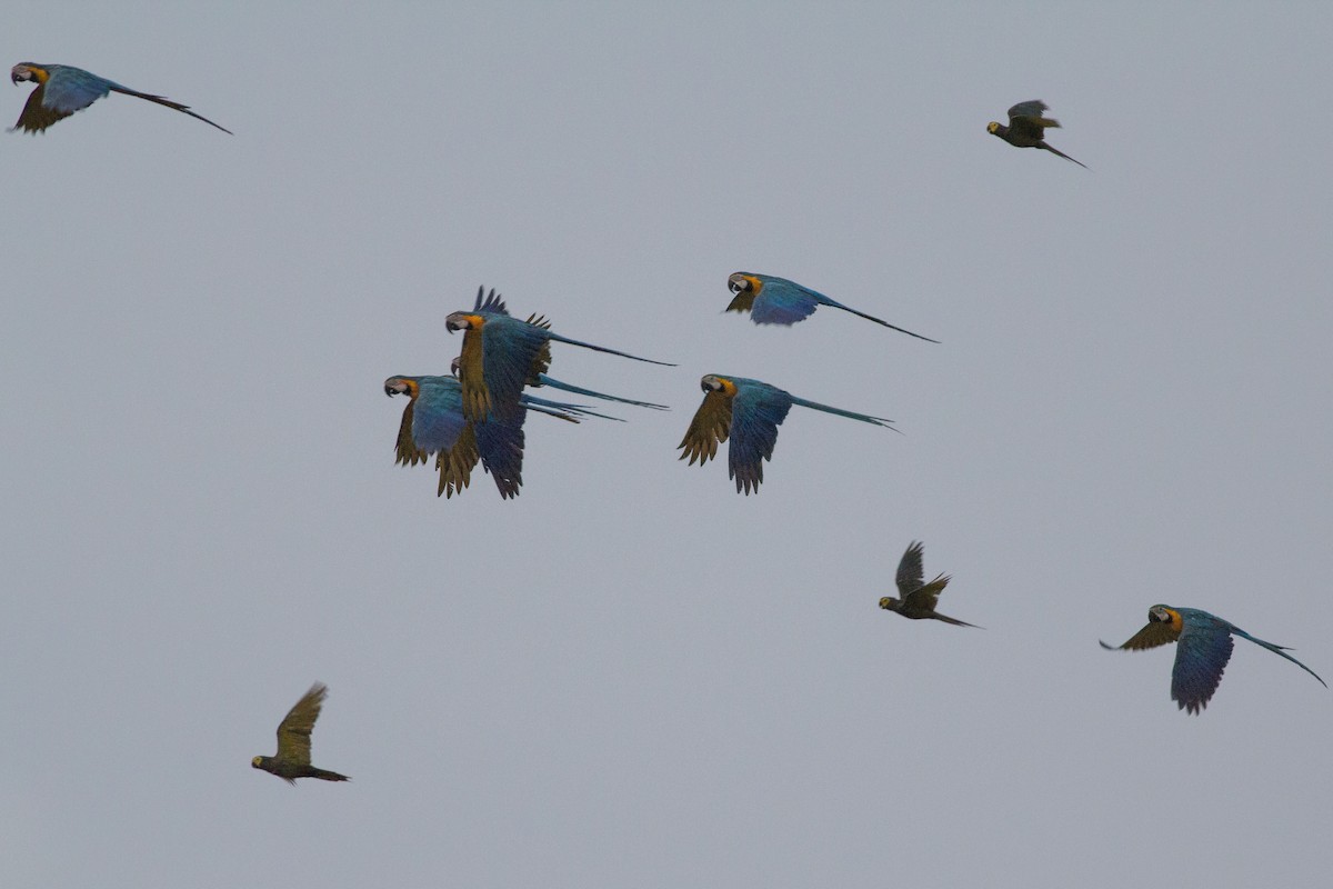 Blue-and-yellow Macaw - ML283796791