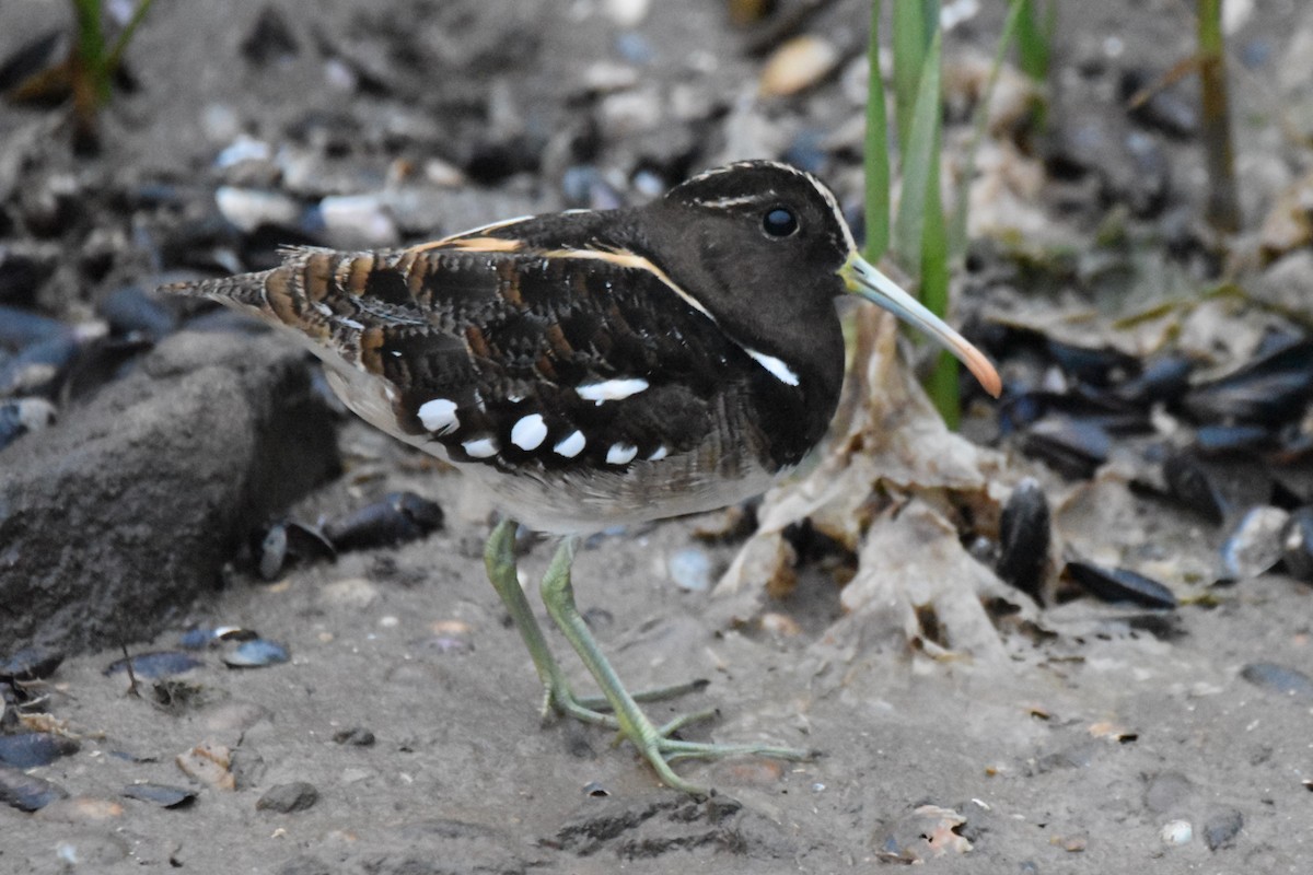 South American Painted-Snipe - ML283798581