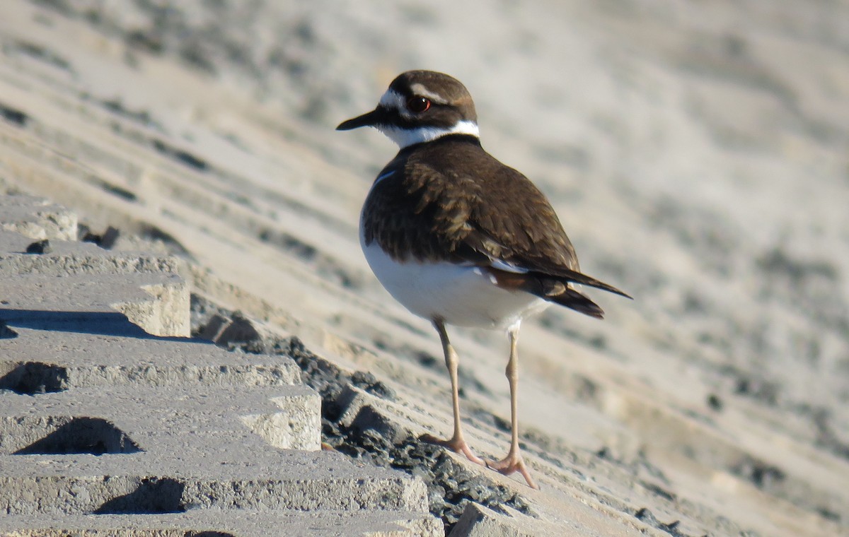 Killdeer - ML283798641