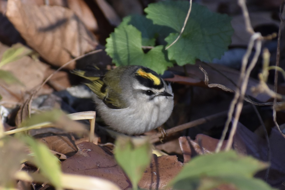 Golden-crowned Kinglet - Nathan O'Reilly