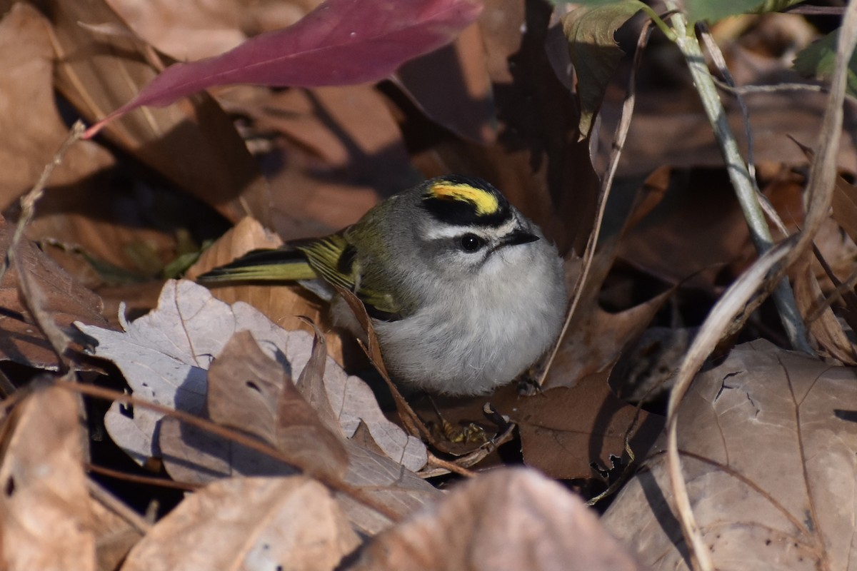 Golden-crowned Kinglet - ML283800461