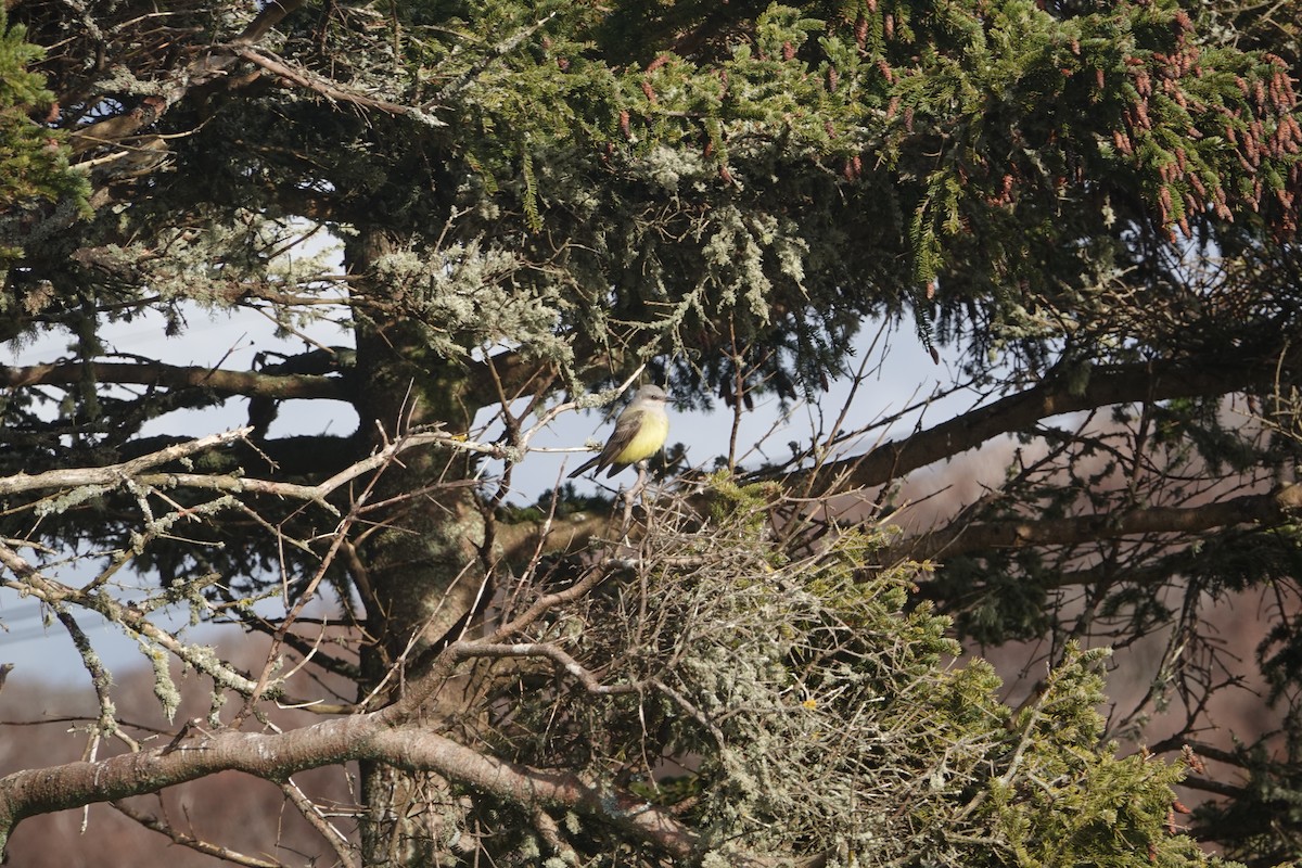 Western Kingbird - ML283801341