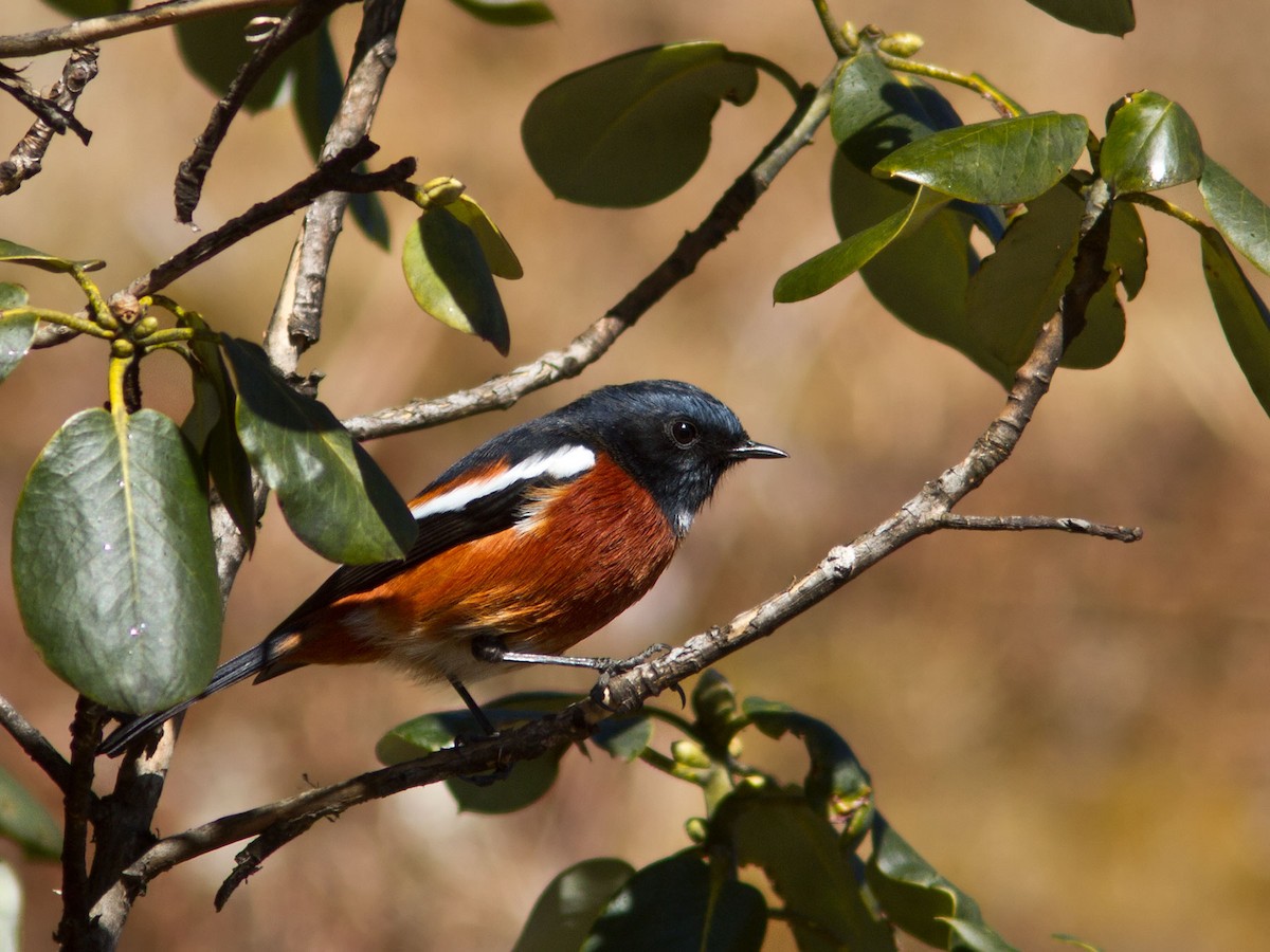 White-throated Redstart - ML283801711